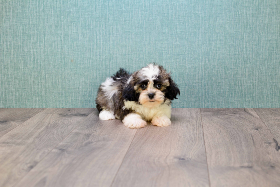 Friendly Havanese Purebred Pup