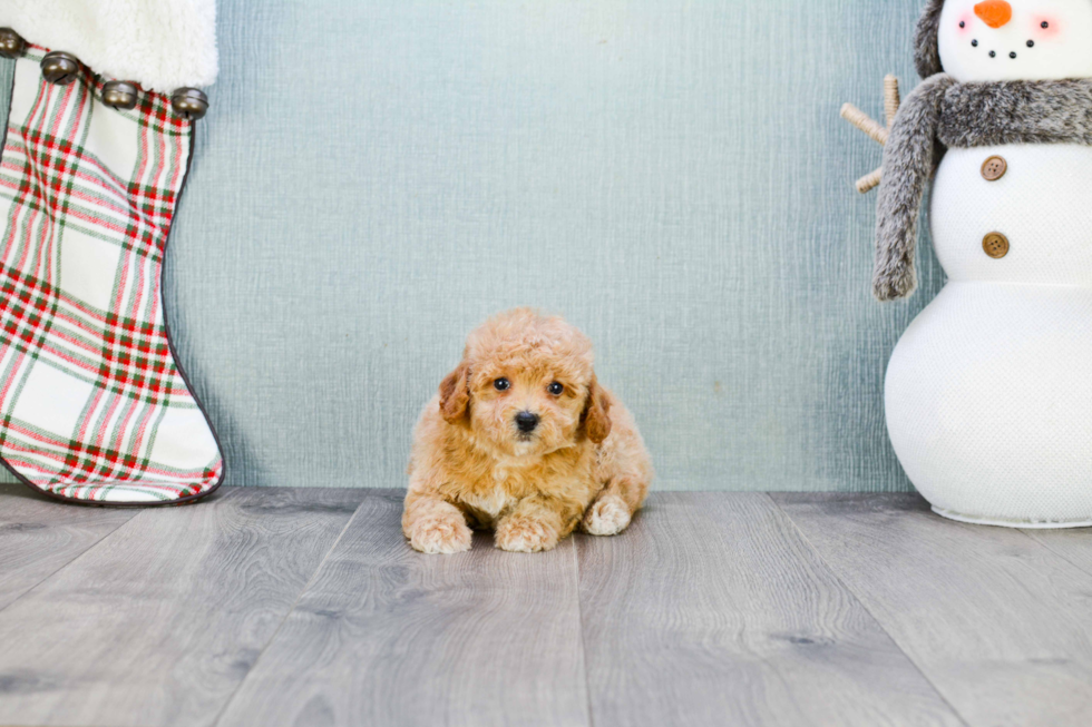 Maltipoo Pup Being Cute