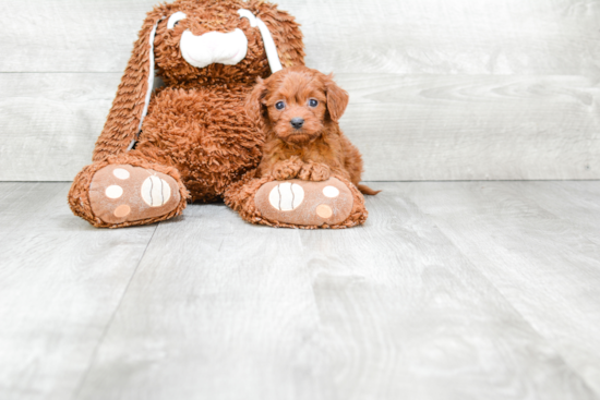 Popular Cavapoo Poodle Mix Pup