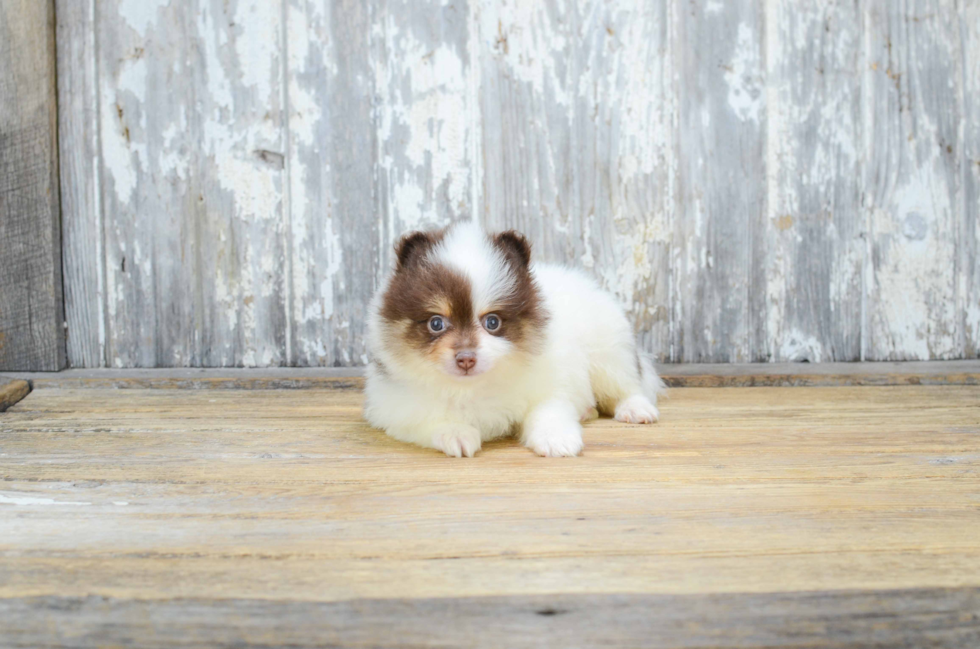 Small Pomeranian Baby