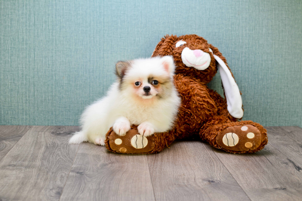 Happy Pomeranian Purebred Puppy