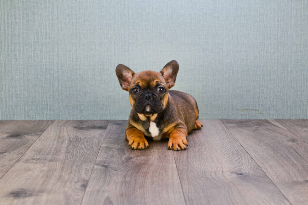 French Bulldog Puppy for Adoption