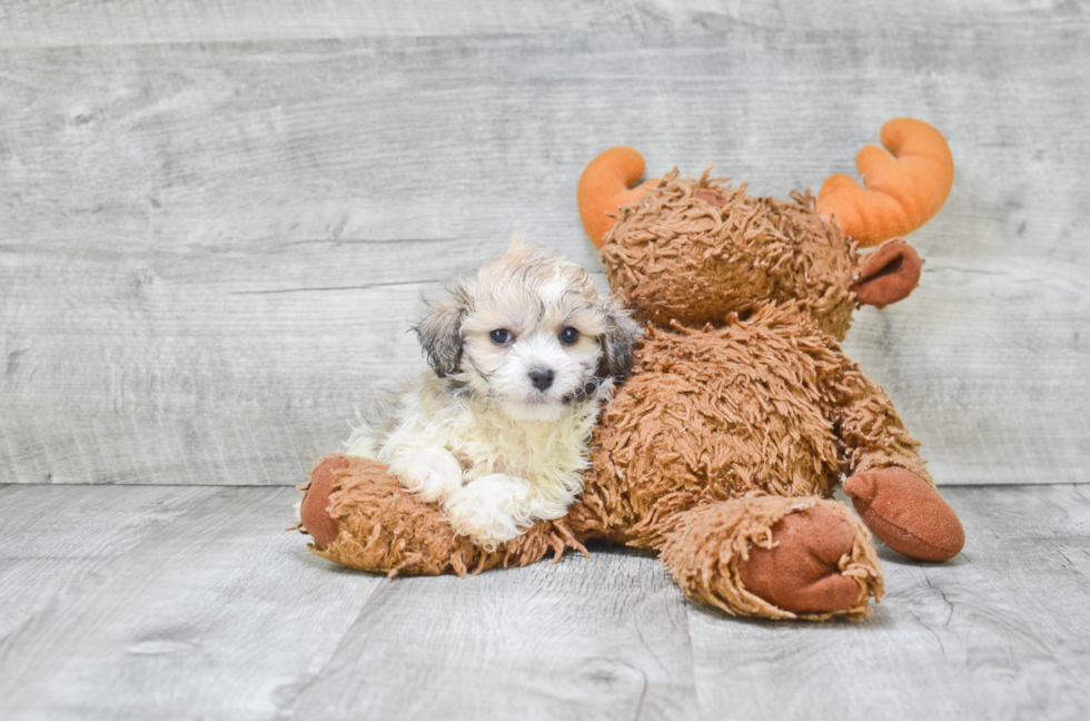 Happy Havanese Purebred Puppy