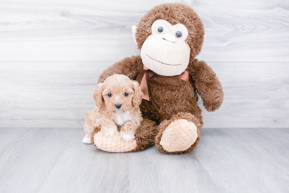 Popular Cavapoo Poodle Mix Pup