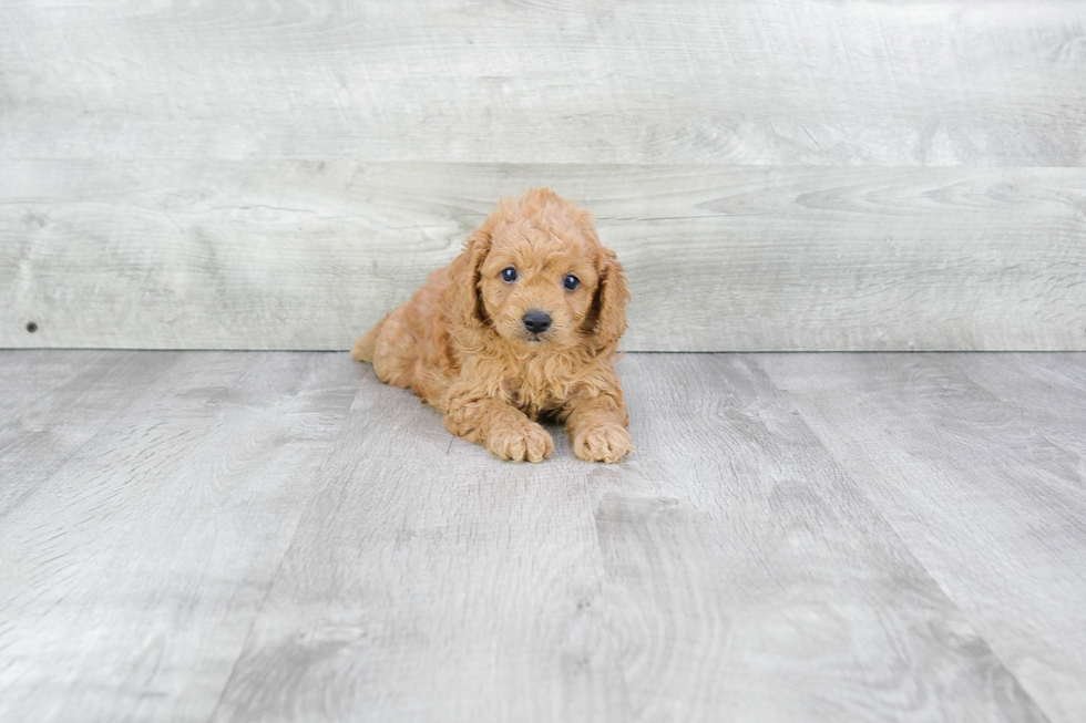 Best Cavapoo Baby