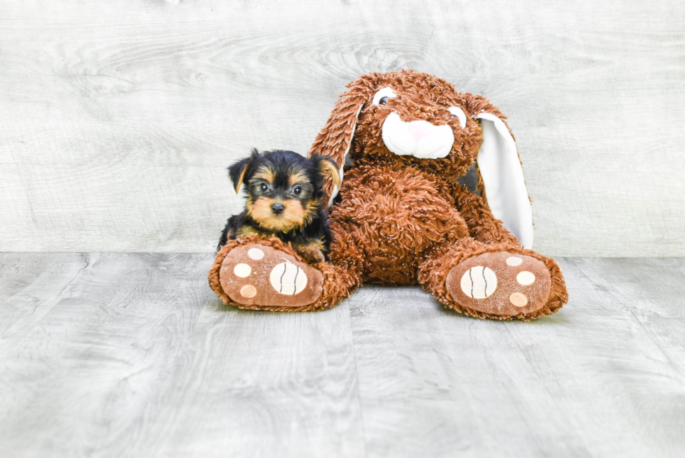 Meet Beyonce - our Yorkshire Terrier Puppy Photo 