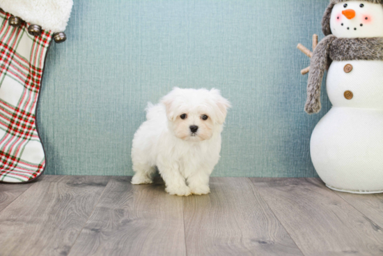 Maltese Pup Being Cute