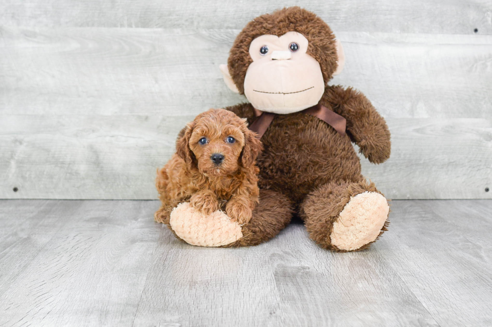 Best Cavapoo Baby