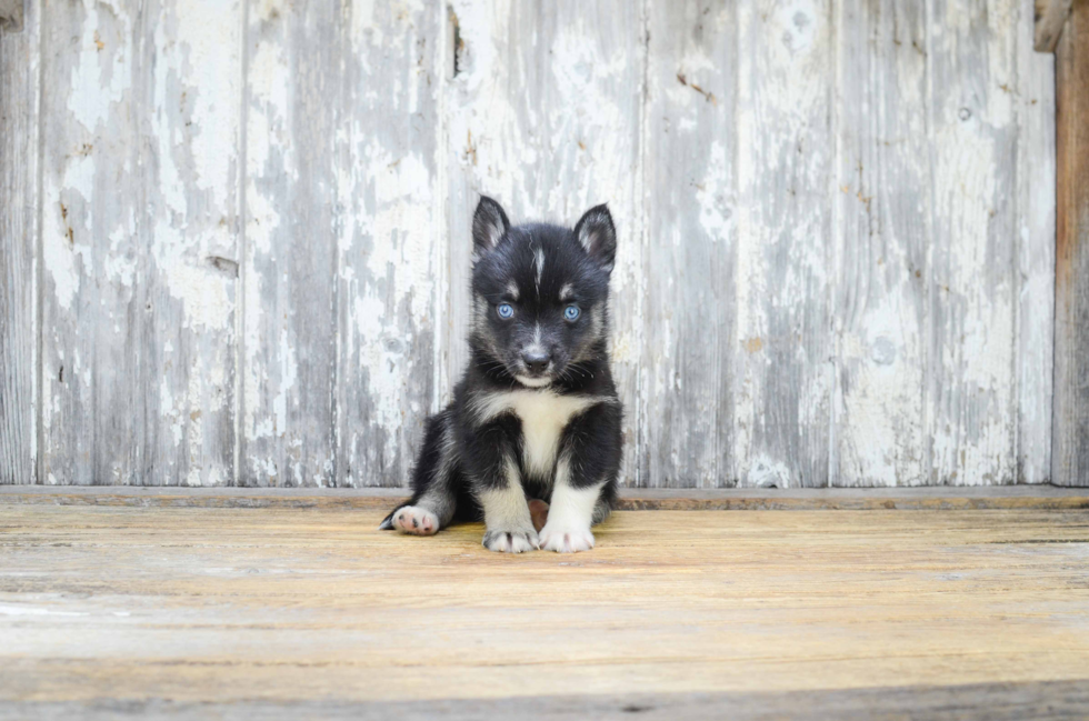 Pomsky Pup Being Cute