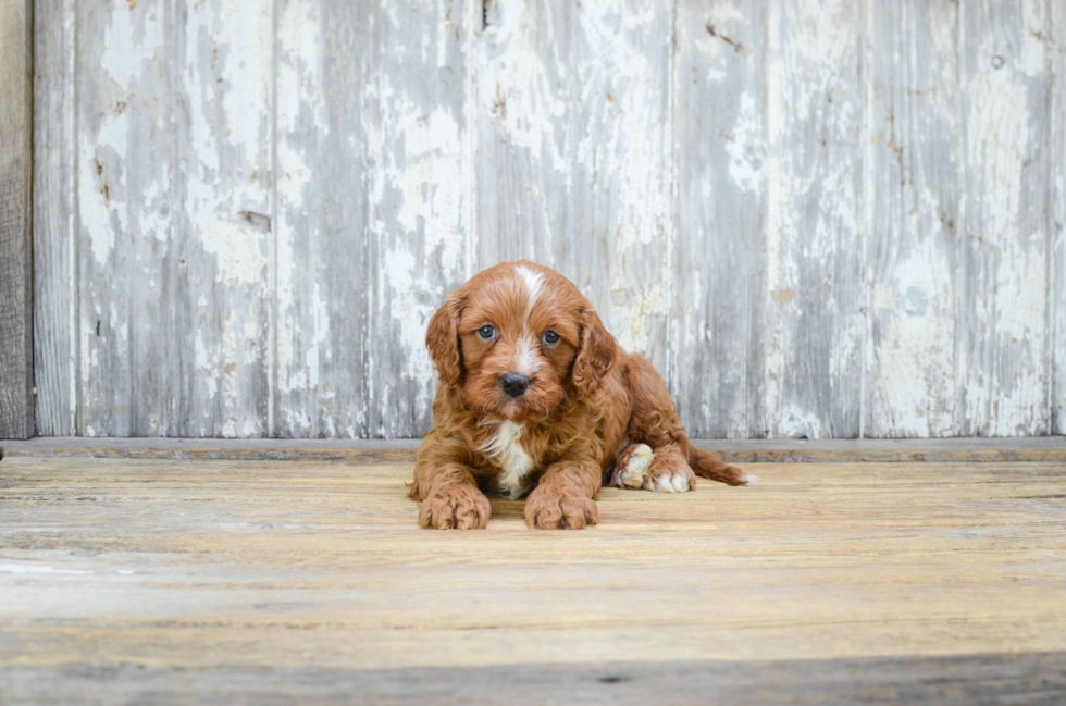 Cute Cavapoo Baby