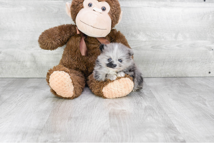 Fluffy Pomeranian Purebred Puppy