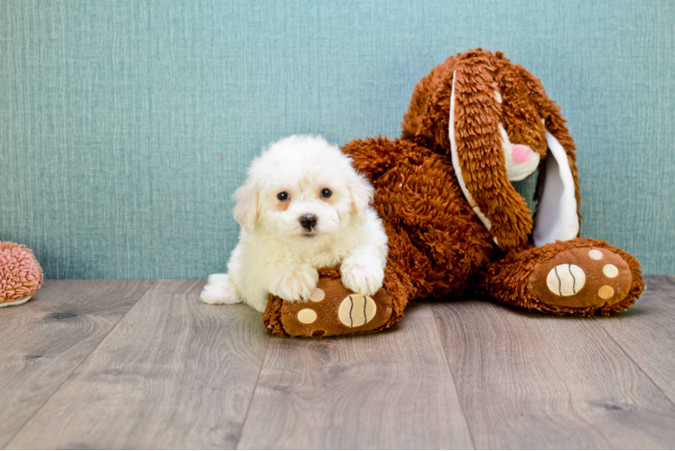 Maltipoo Pup Being Cute