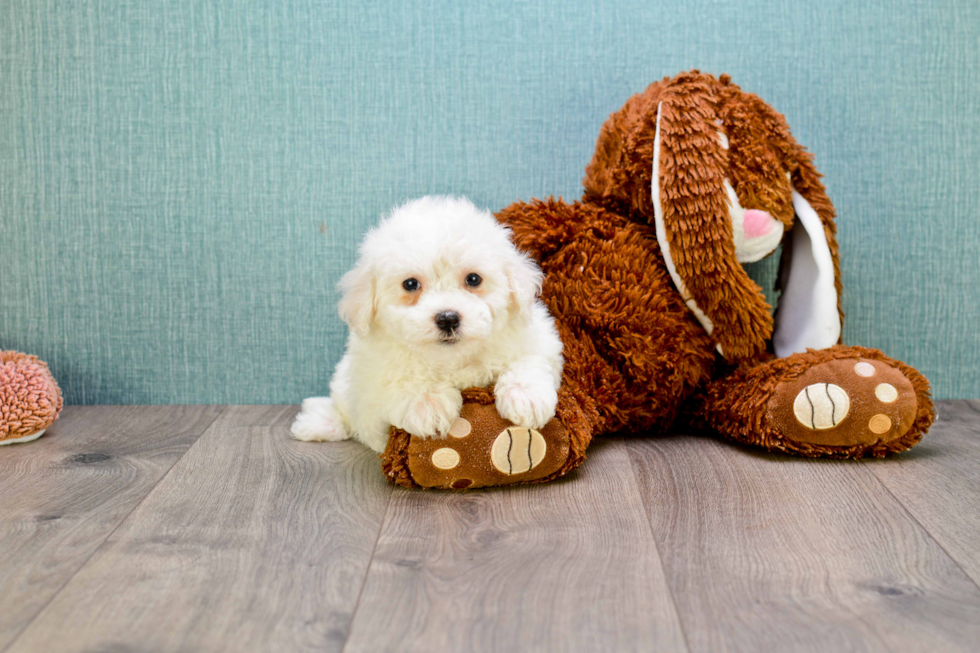 Maltipoo Pup Being Cute