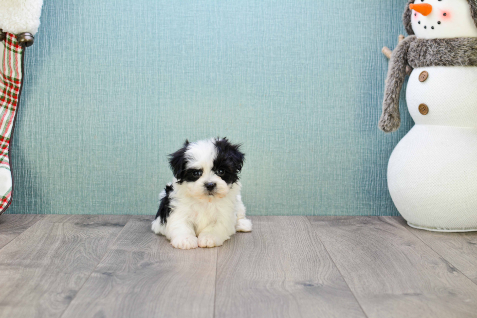 Morkie Pup Being Cute