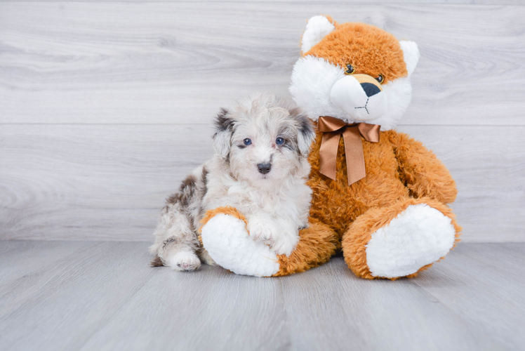 Best Mini Aussiedoodle Baby