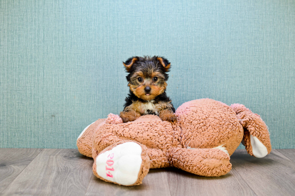 Meet Bella - our Yorkshire Terrier Puppy Photo 