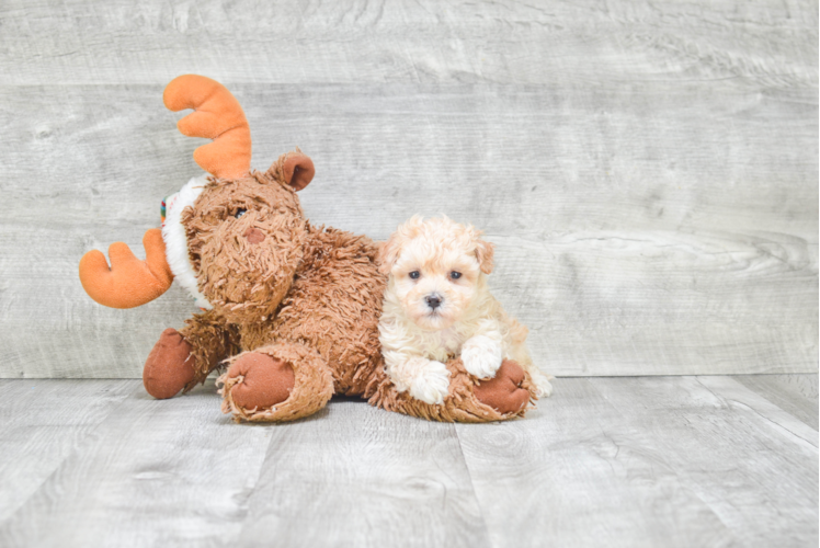 Funny Maltipoo Poodle Mix Pup