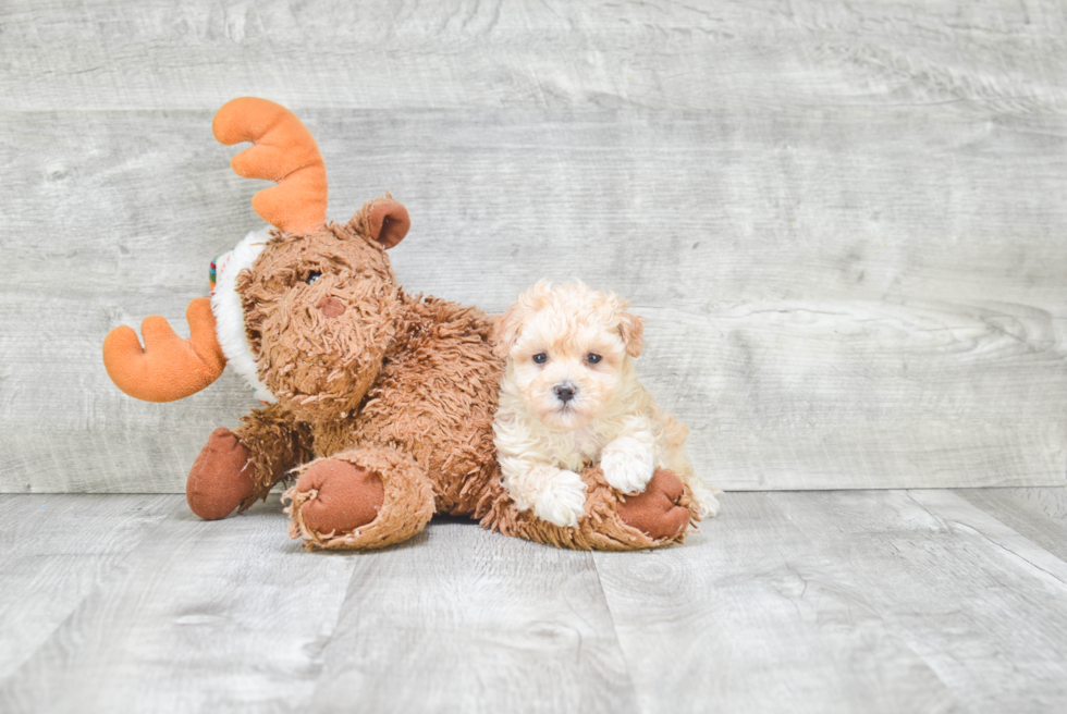 Funny Maltipoo Poodle Mix Pup