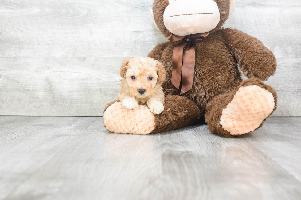 Funny Poodle Purebred Pup