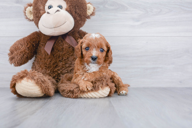 Cute Cavapoo Baby