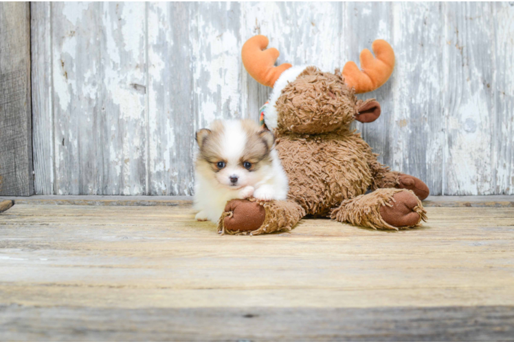 Playful Pomeranian Purebred Pup