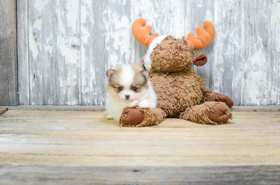 Playful Pomeranian Purebred Pup