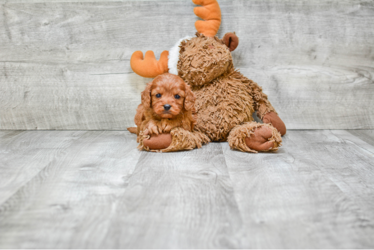 Cavapoo Pup Being Cute