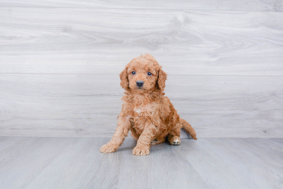 Small Mini Goldendoodle Baby