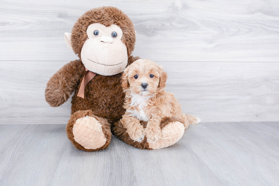 Small Cavapoo Baby