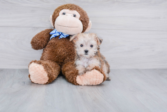 Morkie Pup Being Cute