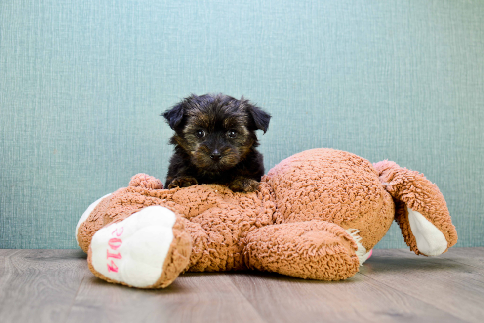 Cute Morkie Baby