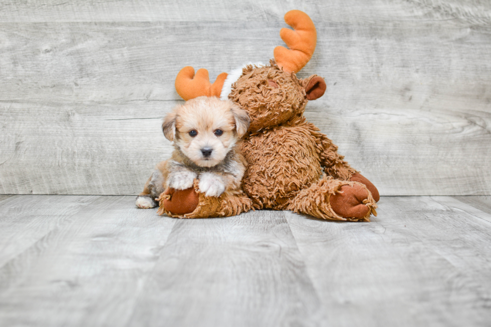 Popular Morkie Designer Pup