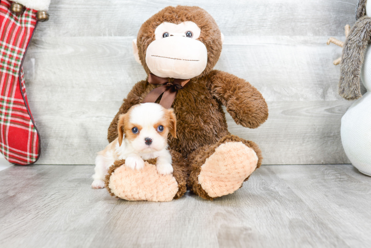 Little Cavalier King Charles Spaniel Purebred Pup