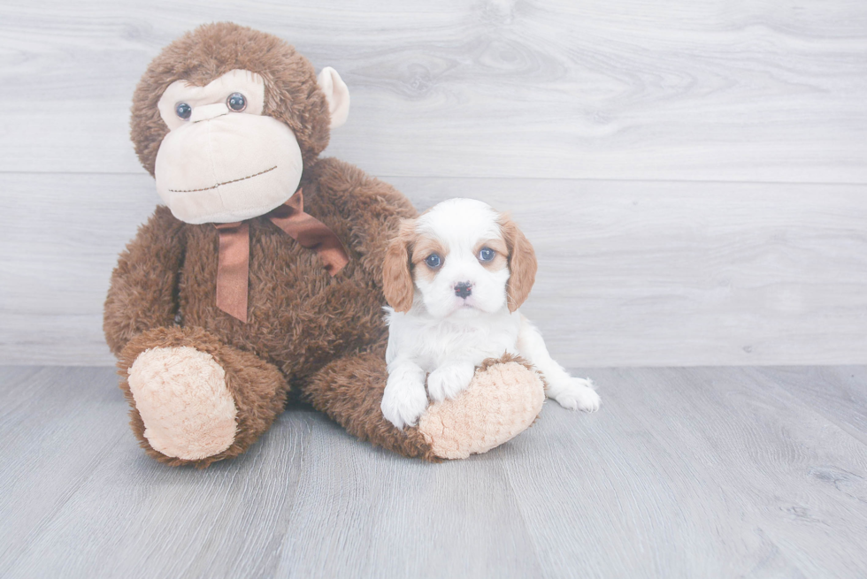 Cavalier King Charles Spaniel Puppy for Adoption