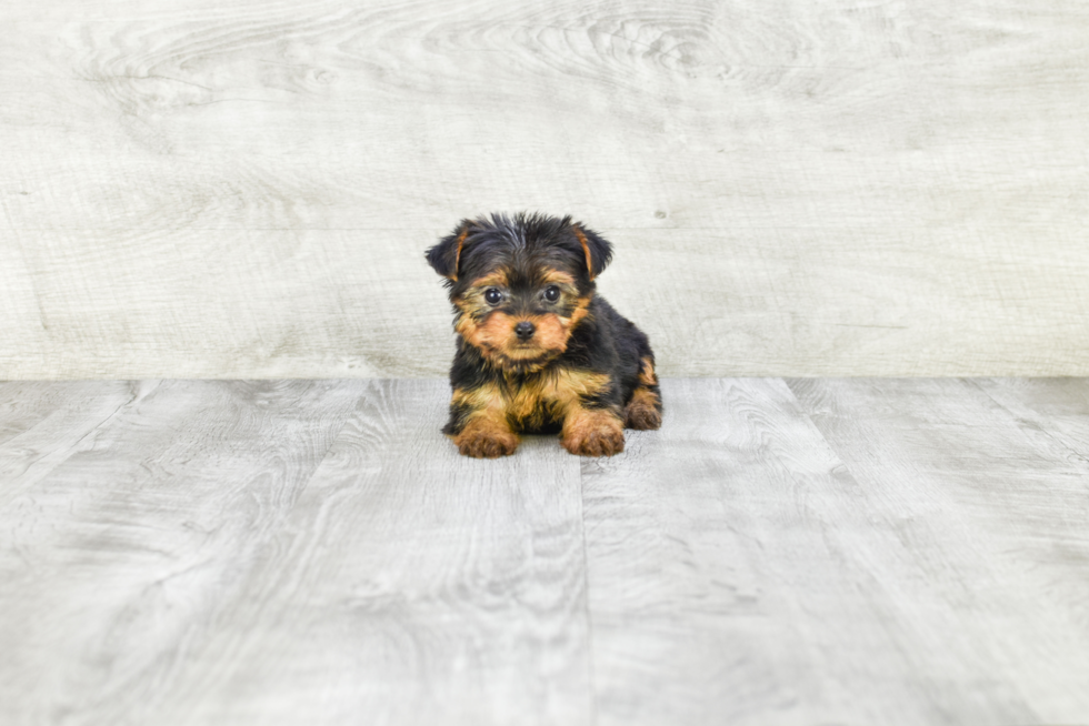 Meet Twinkle - our Yorkshire Terrier Puppy Photo 