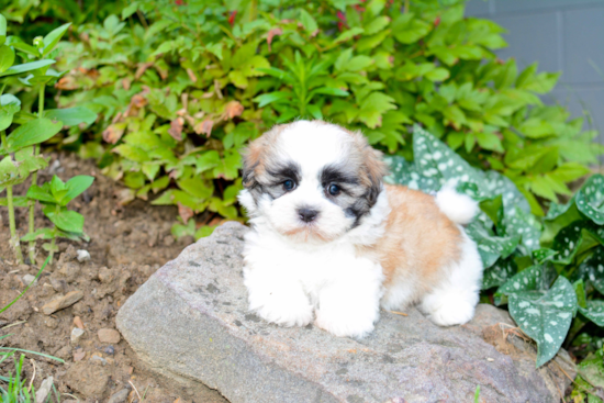 Teddy Bear Pup Being Cute