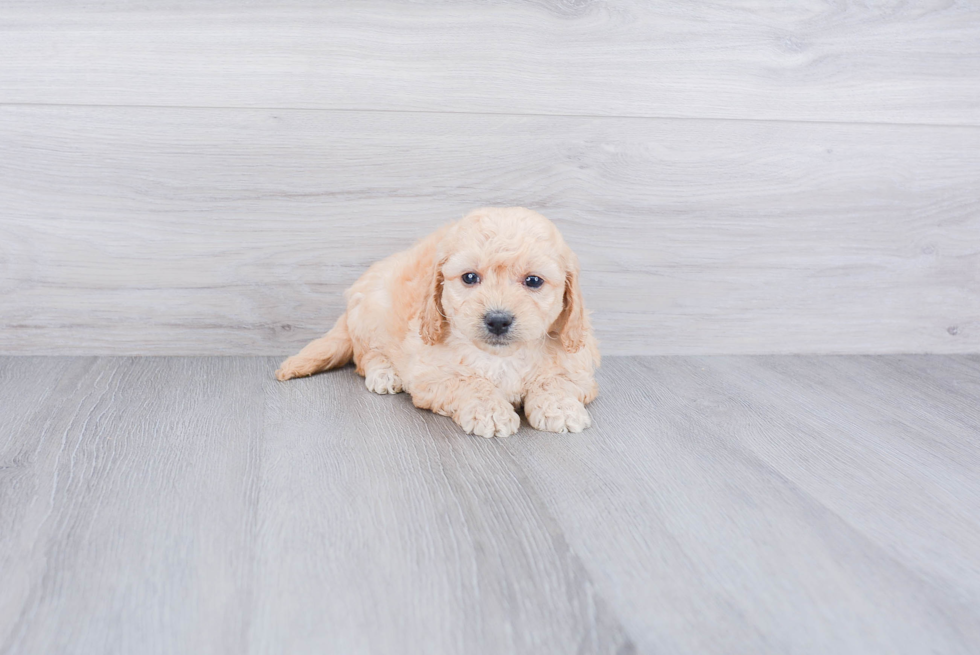 Popular Mini Goldendoodle Poodle Mix Pup