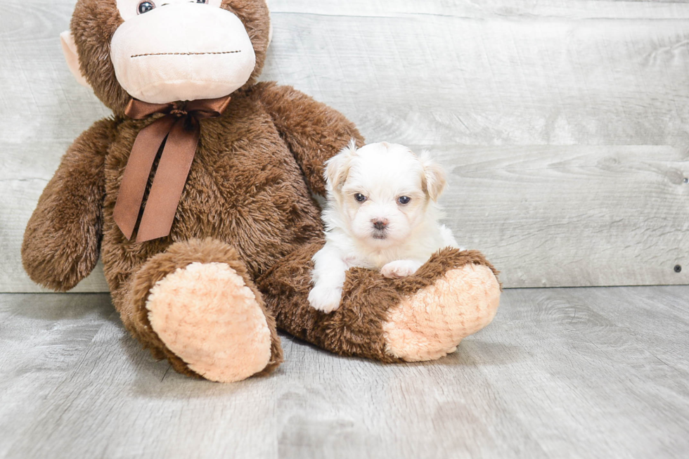 Petite Teddy Bear Designer Pup