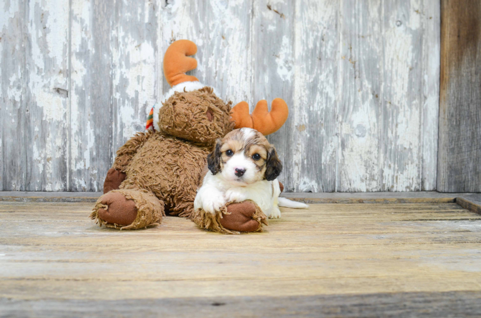 Popular Cavachon Designer Pup