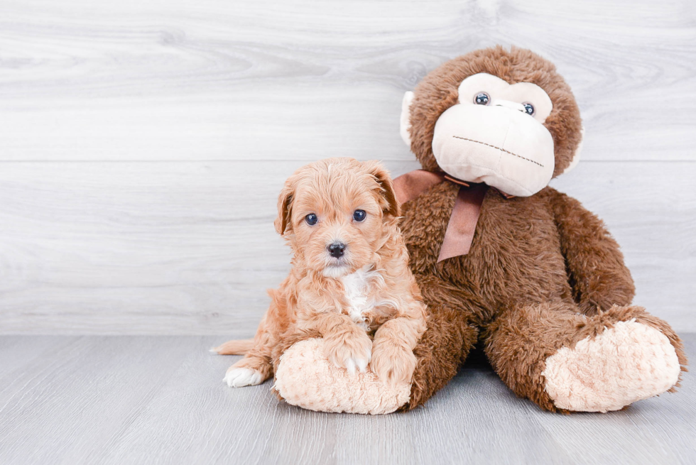 Fluffy Cavapoo Poodle Mix Pup