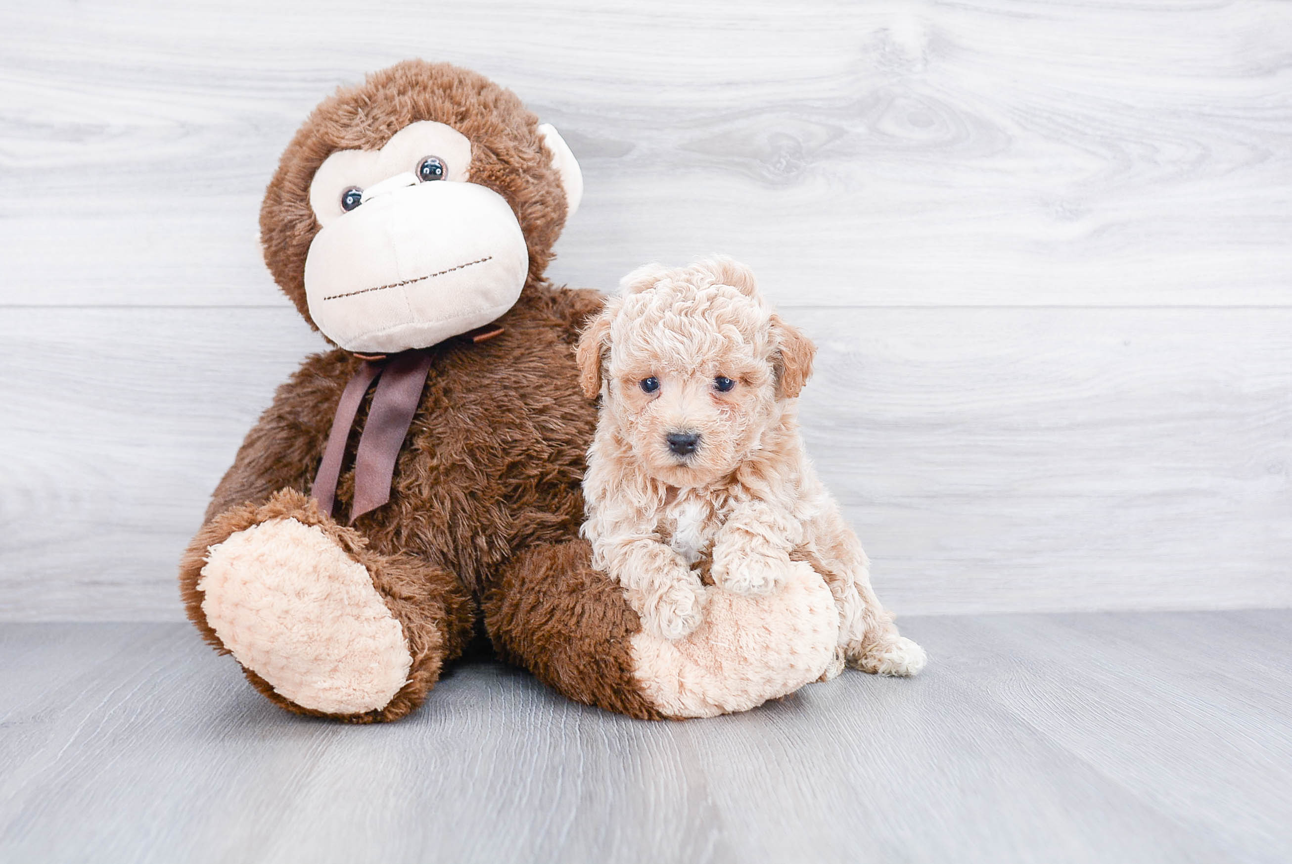 Maltipoo Pup Being Cute