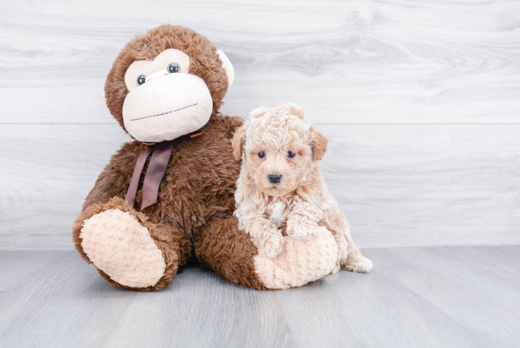 Maltipoo Pup Being Cute