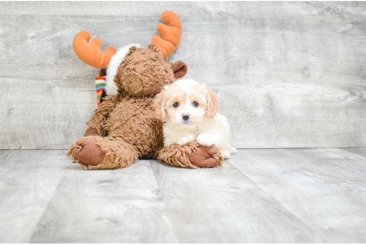 Cute Cavachon Baby