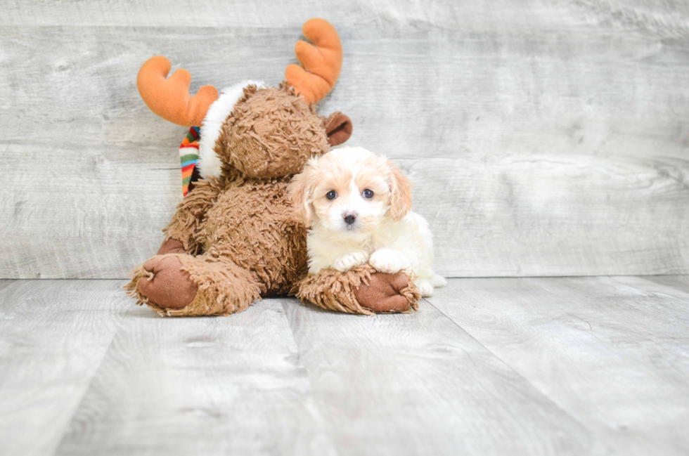 Cute Cavachon Baby