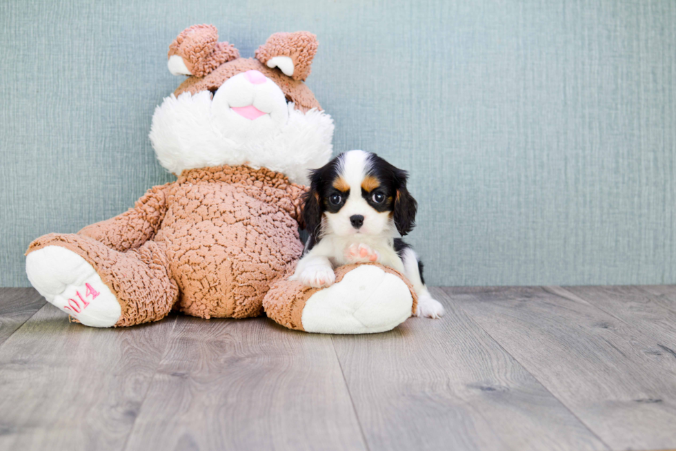 Cavalier King Charles Spaniel Pup Being Cute