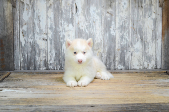 Pomsky Pup Being Cute