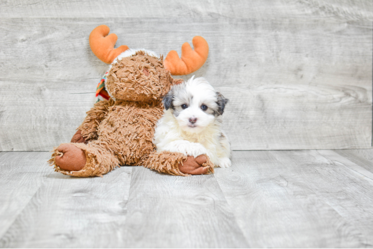 Havanese Puppy for Adoption