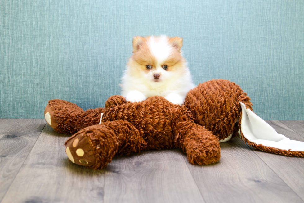 Smart Pomeranian Purebred Puppy
