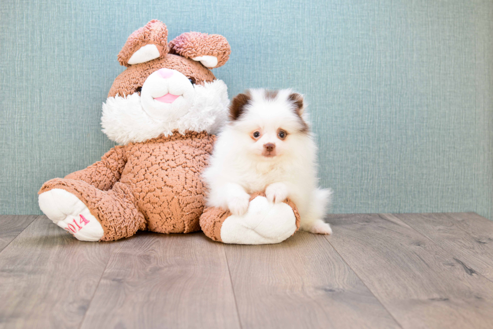 Hypoallergenic Pomeranian Purebred Pup