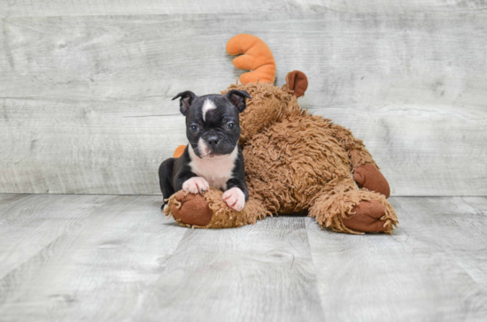 Best Boston Terrier Baby